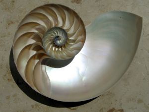Nautilus provided by Wikimedia